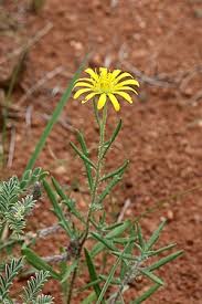 Image result for Hirpicium gracile