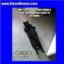 Cats have ruled the internet for a long time so here's a huge collection of hilarious cat memes to brighten your day. Www Cleanmemes Com Clean Memes Cat Memes Clean Funny Cat Memes