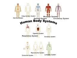 Chapter 36 Skeletal Muscular And Integumentary Systems Ppt Video Online Download