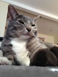 If You Are Happy And You Know It Say Meow Lyrics You Know They Say About Kitties With Big Paws Funny Animals Pets Animals