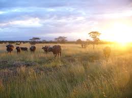 The permanent mission of the republic of kenya to the united nations. Wildlife Of Kenya Wikipedia