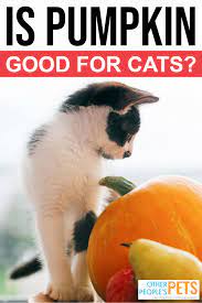 Is Pumpkin Good For Cats And How To Prepare It Safely Can Dogs Eat Pumpkin Homemade Cat Treats Recipes Pumpkin