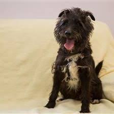 Midget Dogs For Rehoming And Adoption Wood Green The Animals Charity Rehome Dog Animal Charities Dogs