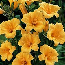 We did not find results for: Stella D Oro Daylily Perennials Great Garden Plants