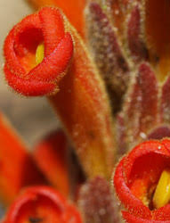 Image result for Harveya