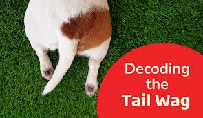 Why Do Dogs Wag Tails: Tail Wagging Communication | Zigly - Blog
