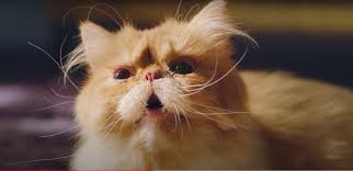 Midea Funny Cat Videos Daily Commercials