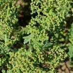 Image result for Dysphania schraderiana