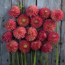 Dahlia Snoho Doris Types Of Flowers Dahlia Flower Farm