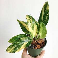 I Love White Variegation But Lately I Ve Been More Drawn To Yellow Say Hello To My Monstera Standleyana Aureo Variegata Plants Plant Care Monstera