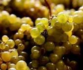 Image result for small grapes name