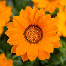 The plants are also attractive to butterflies and other pollinators. Gazania Big Kiss Orange F1 Harris Seeds