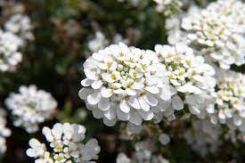 Iberis Candytuft A To Z Flowers