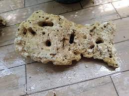 Coral rock is a marine limestone mined in the southern tip of florida. Coral Rock For Sale Pet Supplies For Fish Fish Tank Accessories On Carousell