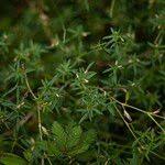 Image result for Stylosanthes guianensis