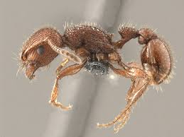 Image result for Pogonospermum subsessile