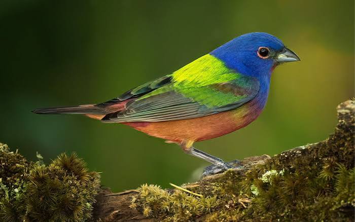 Painted Bunting