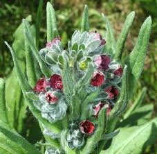 Image result for Cynoglossum hispidum