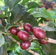 Image result for Coffea racemosa