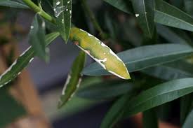 Vielen dank für eure hilfe, kieselstein. Oleander Mit Vertrockneten Blattern Nach Dem Winter Was Tun Gartendialog De