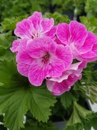 Image result for Geranium vagans