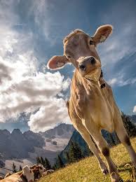 Pin Von Roxanne Sipes Auf Cow Kuh Susseste Haustiere Susse Kuhe