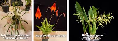 Image result for Polystachya vulcanica