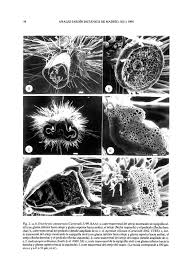 Image result for Rhytachne subgibbosa