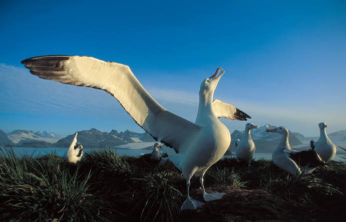 Great albatross facts
