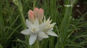 Aroma harumnya akan sangat terasa di malam hari. Net12 Jelang Imlek Bunga Sedap Malam Diburu Youtube