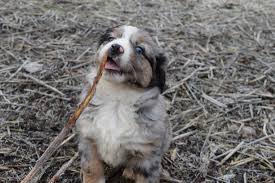 All of our puppies come from genetic health. Fawn C Home