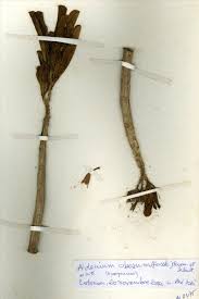 Image result for Diplolophium africanum