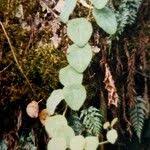 Image result for Cissampelos torulosa