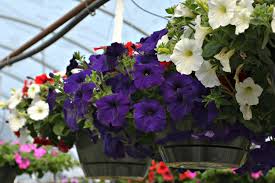 While fiber basket liners are handier in preparing your hanging baskets for flowers, sheet moss is more the leaves have a lovely pattern to them, with pretty veins, and the spikes bear a profusion of small. Top Hanging Baskets For Full Sun Fairview Garden Center