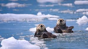It is located on the east side of the kenai peninsula. Sea Otters In Prince William Sound Alaska 30 Years After The Exxon Valdez Oil Spill Bing Gallery