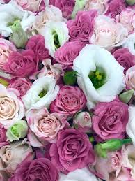 Download and use 100,000+ beautiful flowers stock photos for free. The Beautiful Pink And White Roses Lovely Flowers Stock Photo Picture And Royalty Free Image Image 74675948