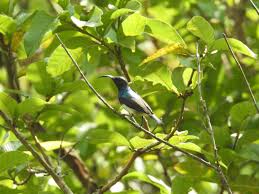 Purple Sunbird Birds Animals Purple
