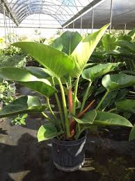 Philodendron Congo Green Version Plants Indoor Tropical Plants House Plants Indoor