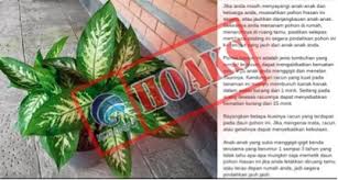 Bunga kecubung tidak hanya memiliki manfaat, tanaman ini juga perlu diwaspadai karena mengandung zat yang berbahaya. Kementerian Komunikasi Dan Informatika