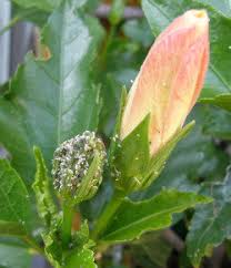We did not find results for: What S Eating Me Clues To Bug Destruction From A Tropical Succulent Point Of View Dave S Garden