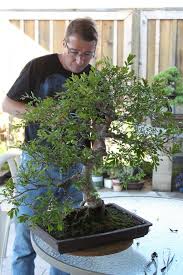 The siberian elm, often called the chinese elm, is a pioneer plant with weak branch/limb structure. Pin On Bonsai