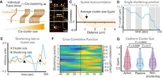 I ord.ered the cooper classics andrea mirror and after waiting a few weeks for it to arrive was sad to see it just didn't work. Mechanical Heterogeneity Along Single Cell Cell Junctions Is Driven By Lateral Clustering Of Cadherins During Vertebrate Axis Elongation Elife