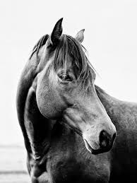 Black And White Horse Photography Black And White Horse Portrait Horses Beautiful Horses Horse Photography