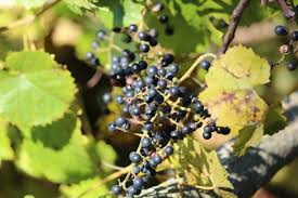 We did not find results for: Investigating Vines A Familiar Fruit Seasons Flow