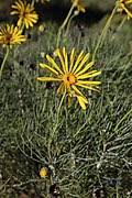 Image result for Euryops subcarnosus