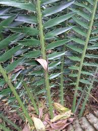 Image result for Encephalartos lebomboensis