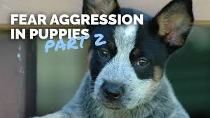 Puppy fear periods are perfectly normal but the way you manage your pup's reactions at this time will influence the way he or she behaves in adulthood. Fear Period In Young Dogs Part 2 Youtube