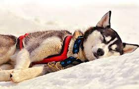 sleeping husky uyuyan sibirya kurdu sibirya kurdu husky kopek