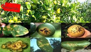 Kalau nak nasi cantik, masukkan sedikit pewarna kuning. Gejala Dan Penyebab Penyakit Bercak Daun Pada Tanaman Jeruk Faunadanflora Com