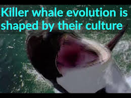 Orcas Are First Non Humans Whose Evolution Is Driven By